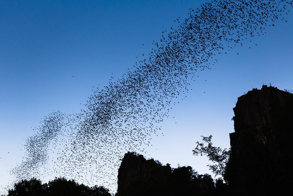 A cloud of dark silhouetted bats fly from a cave