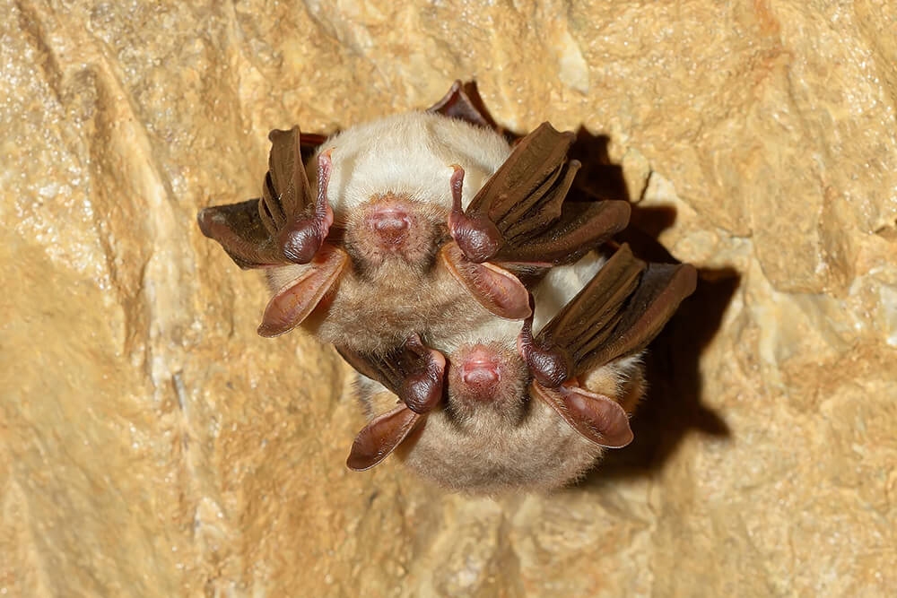 two lesser mouse-eared bats roosting in a cave