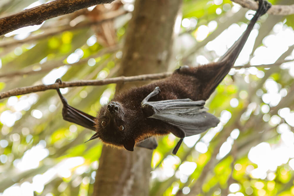 Rodrigues fruit bat hanging one foot from a high branch, and one wing claw grabbing onto a lower branch