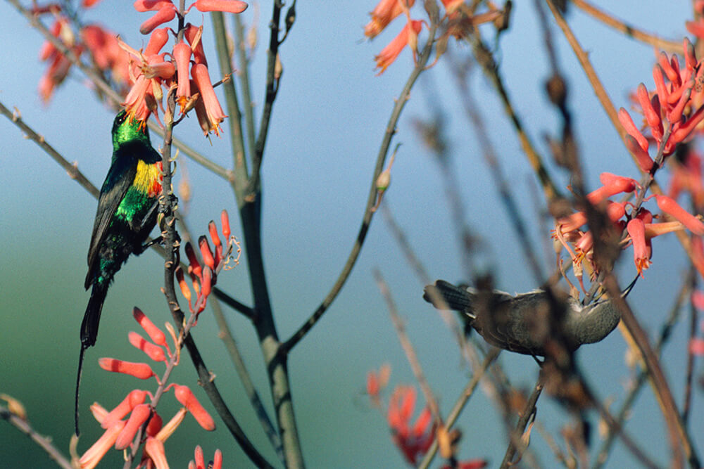 Male and female beautiful sunbirds 