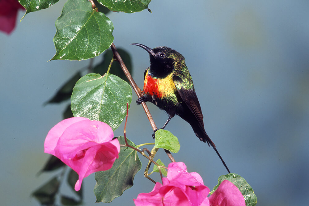 Male beautiful sunbird