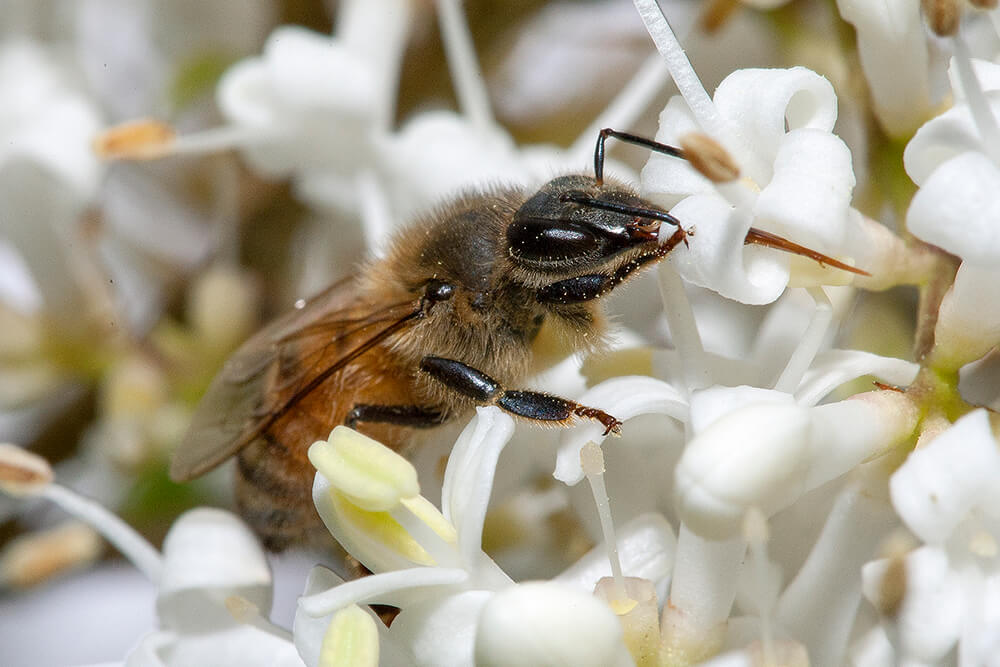 Honeybee collecting nectar snd pollen from white flowers