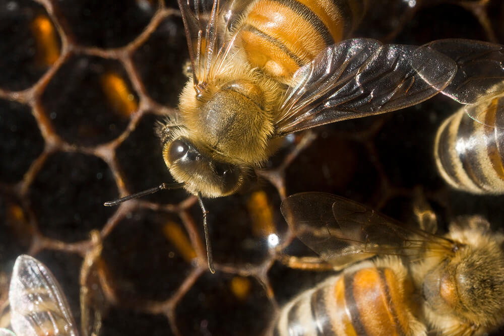 Honeybees work on their honeycomb.