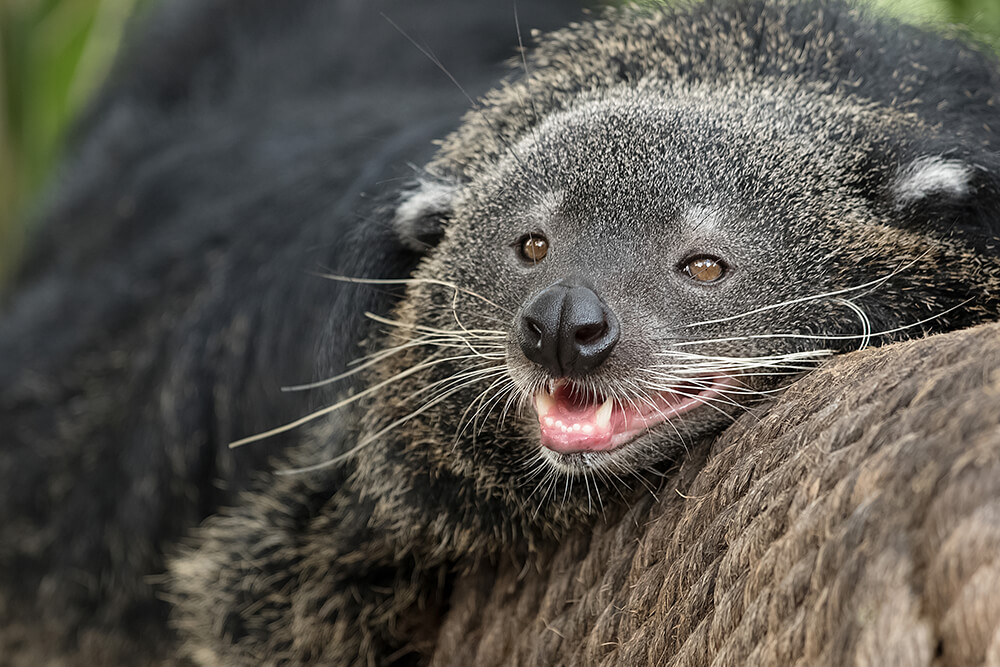 Binturong resting its head on a rope covering while opening its mouth, exposing large canines.