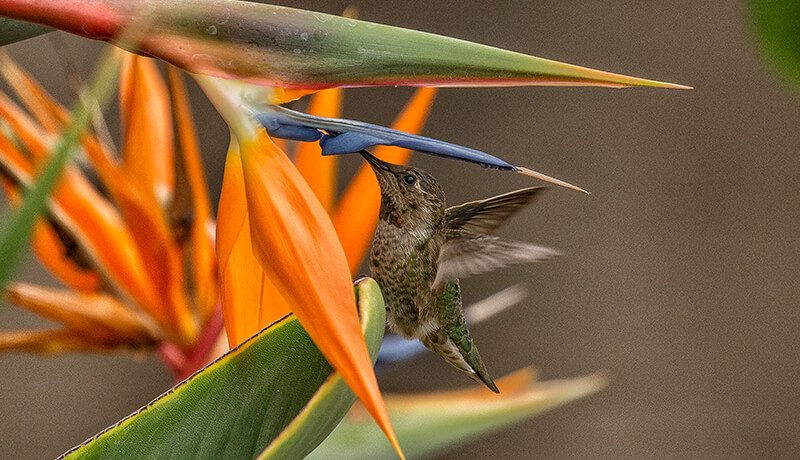 Hummingbird drinking nectar from a bird-of-paradise flower