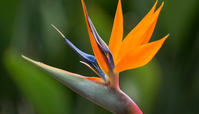 Bright orange bird-of-paradise flower