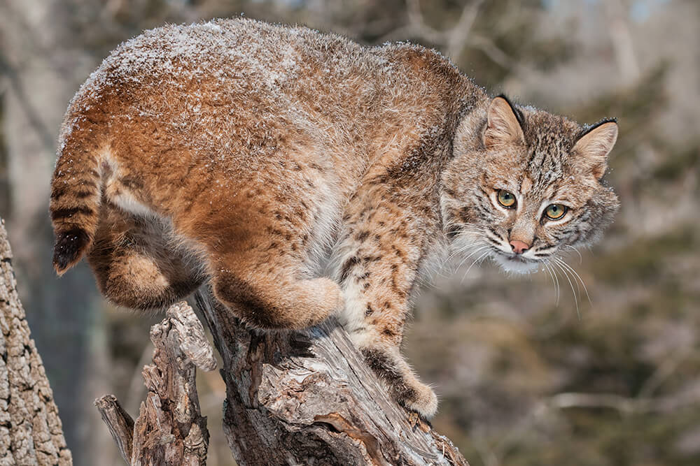 A bobcat balances on top of a tree stump, back lightly dusted with snow