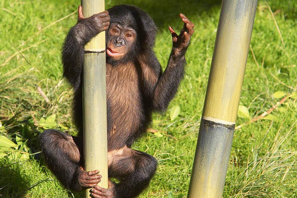 A young bonobo climbs a bamboo stalk using its hands and feet