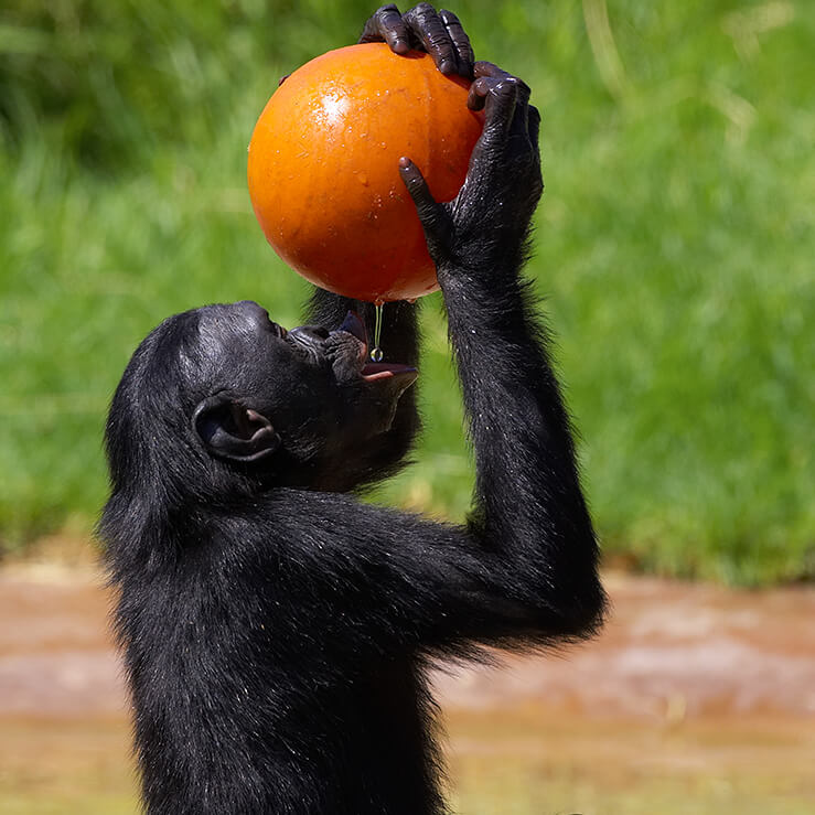 A bonobo holds a bright orange ball containing honey above its mouth to catch the drops.