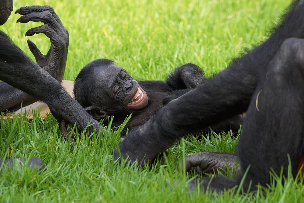 A young bonobo laughs as he lays int he grass between to others.
