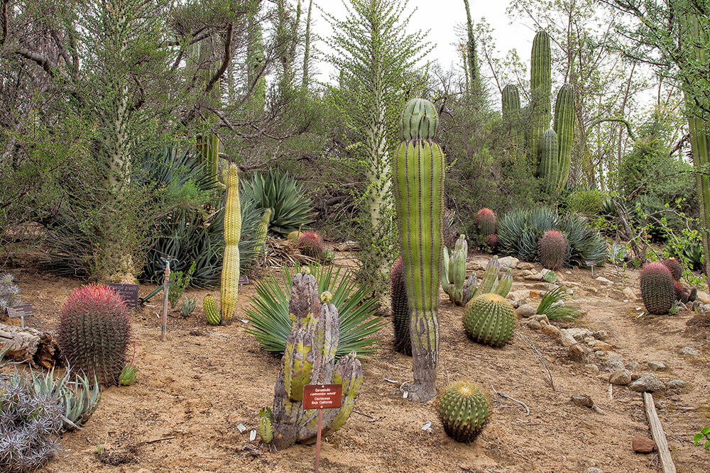 A collection of cacti at the Baja Garden at the San Diego Zoo Safari Park.