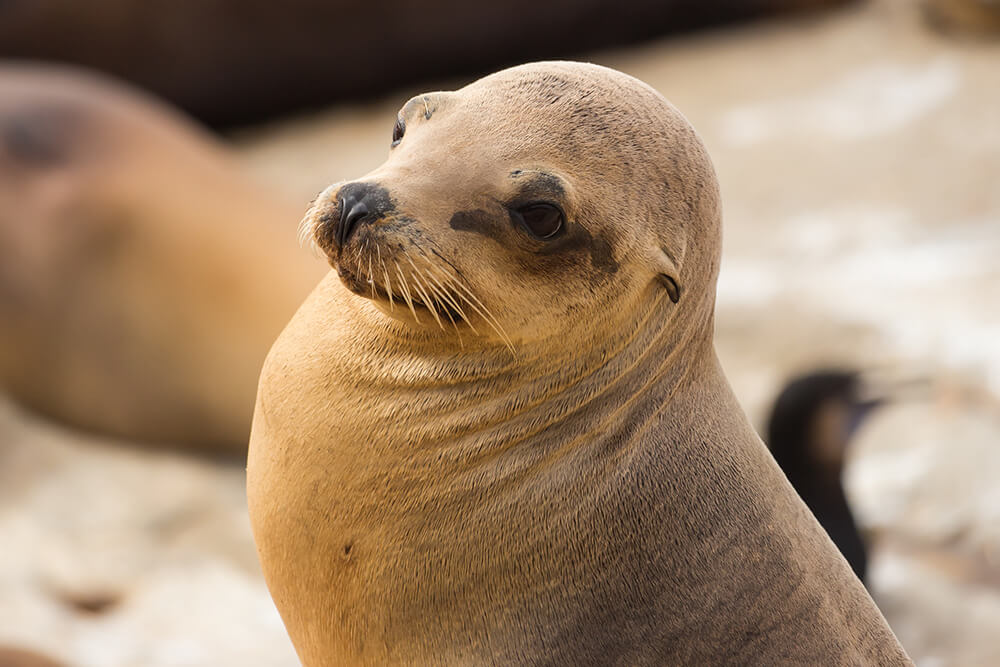 Close up of a California sea lion's face