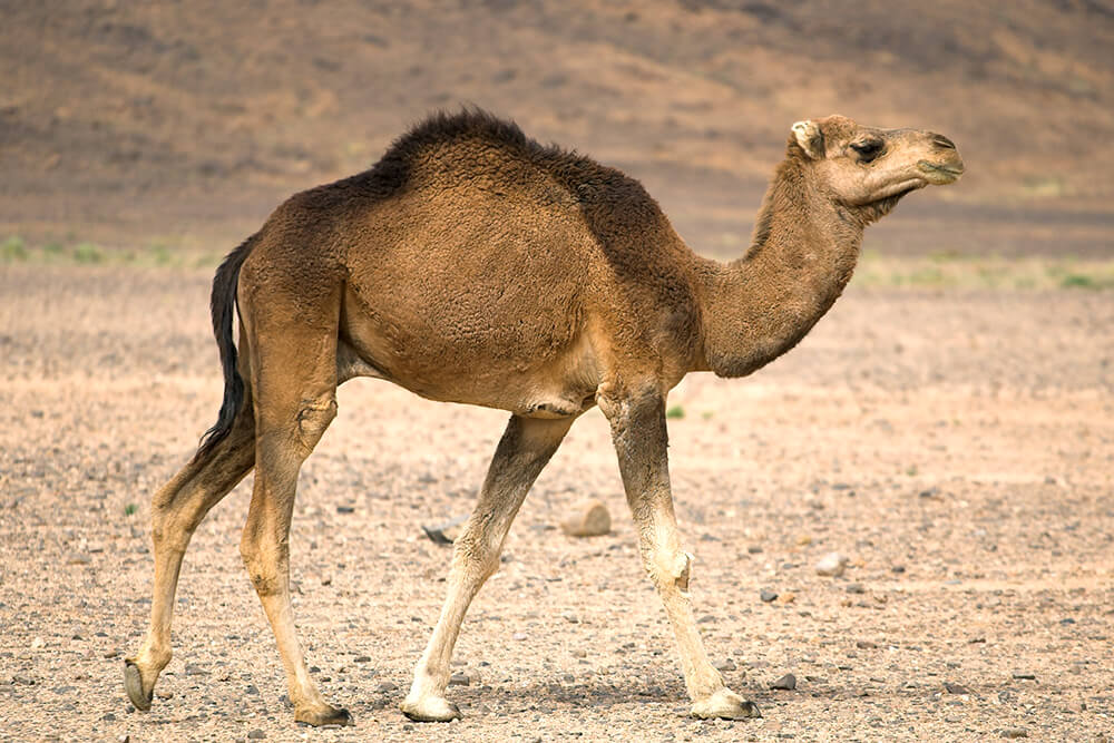 Dromedary camel in the Sahara desert