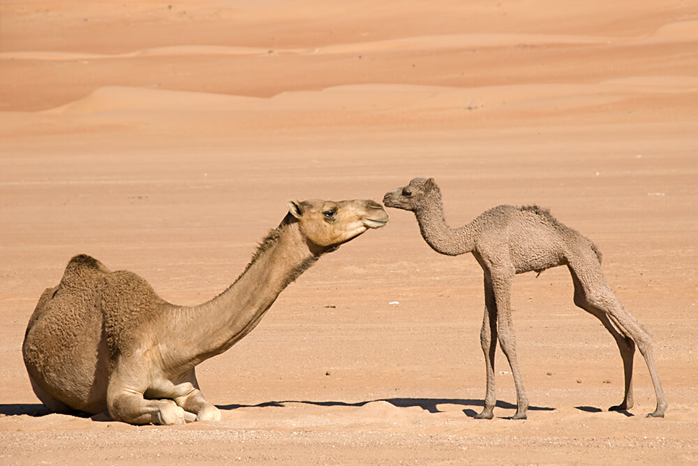 A newborn dromedary camel stands near her seated mother who stretches her neck out to sniff her.