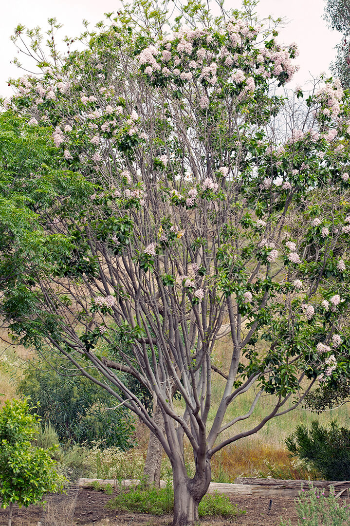 Cape chestnut tree at the San Diego Zoo Safari Park.