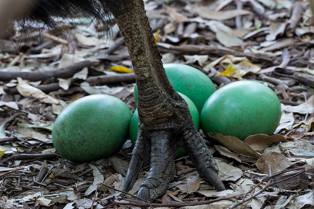 A Southern cassowary father guards his 4 green eggs as they lay on the dried leaf covered ground