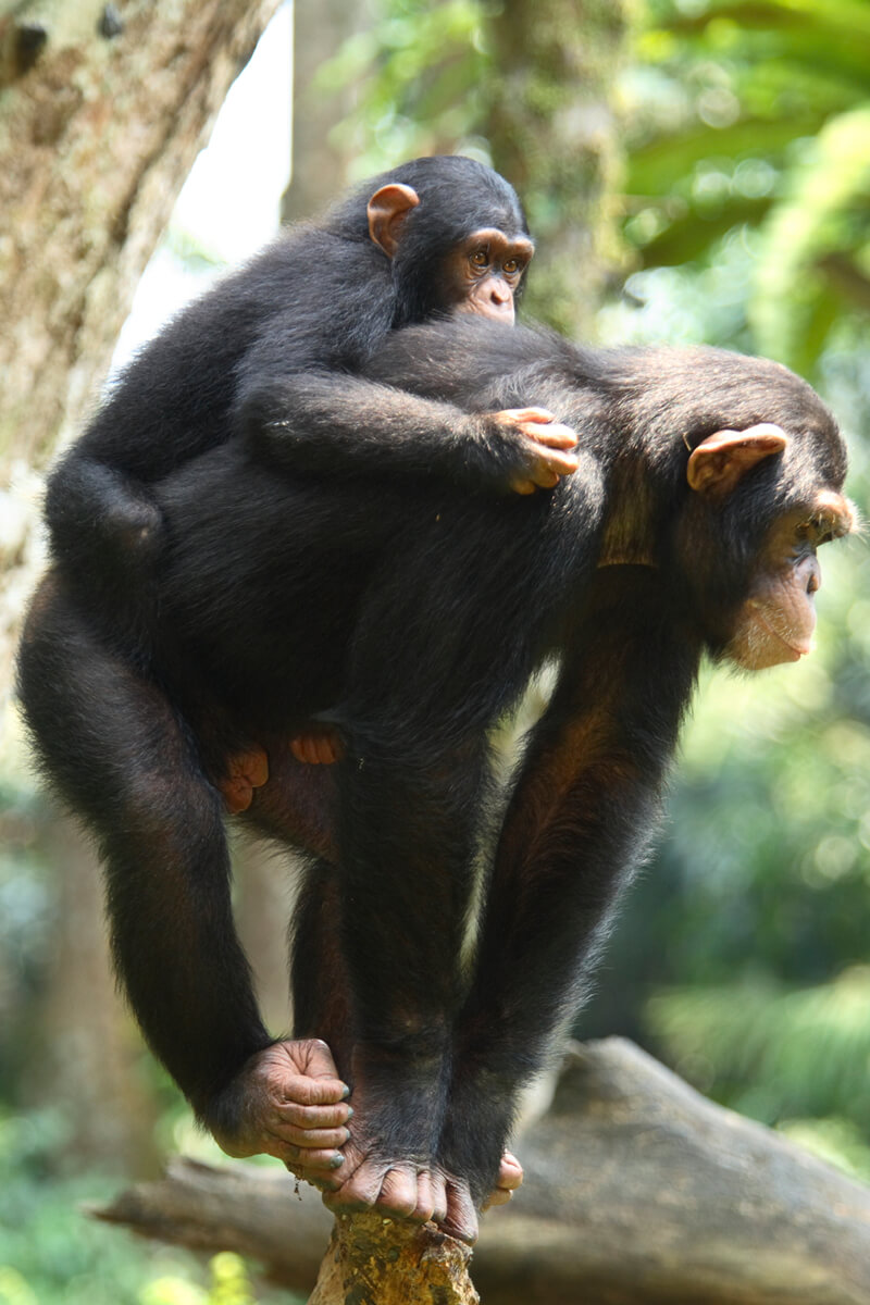 Mother chimp carrying her youngster on her back