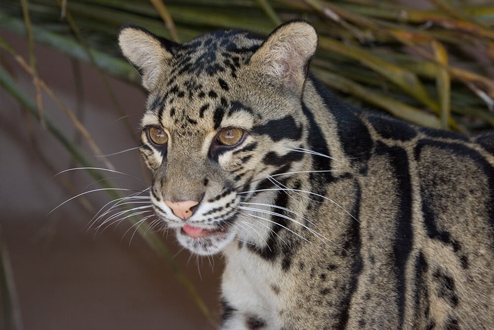 Clouded leopard looking left and displaying its long whiskers