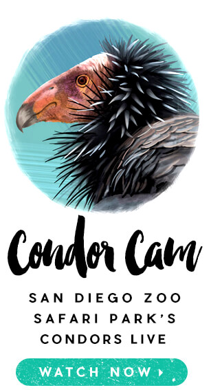 Condor Cam: San Diego Zoo Safari Park's Condors Live. Watch Now.