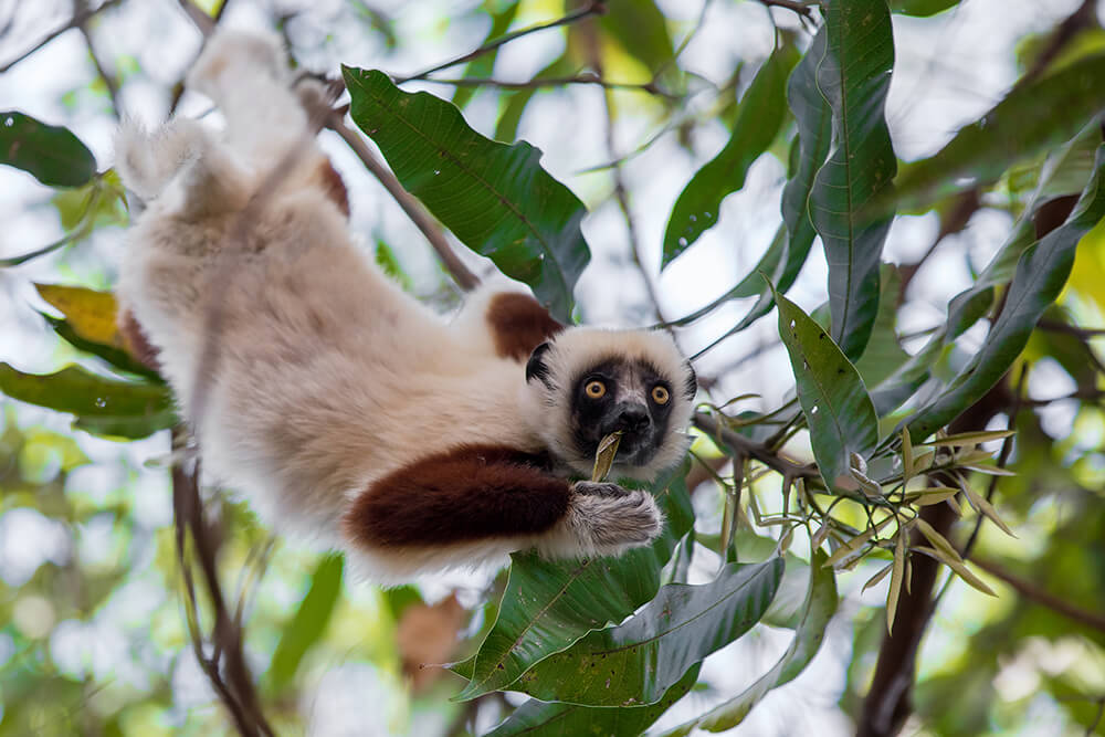 Cockerel's sifaka hanging onto a tree branch with its hind legs as it uses it's hands to grab and eat leaves