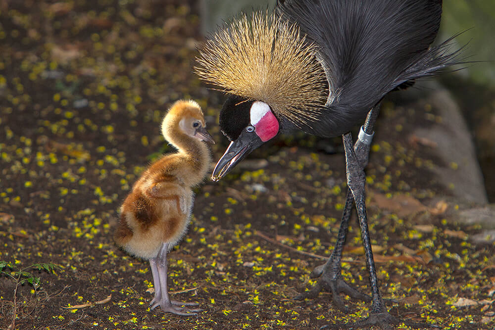 West African Crowned crane chick and mother