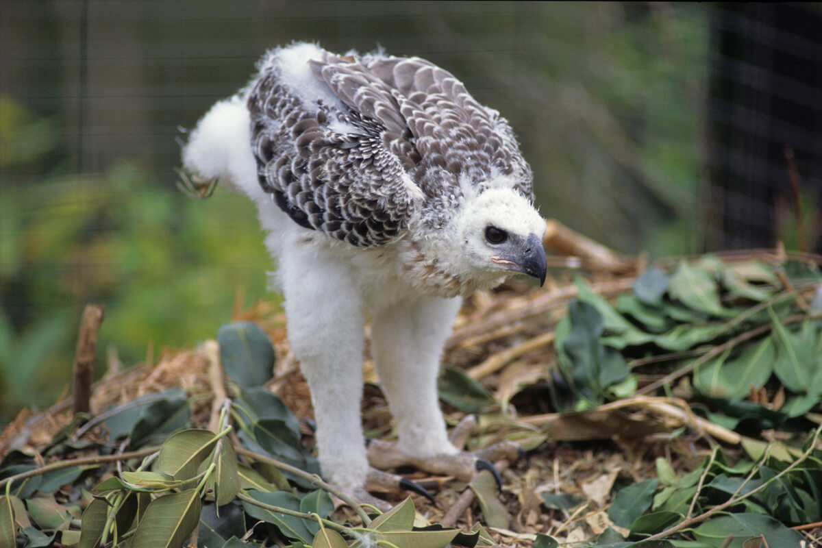 Crowned eagle chick