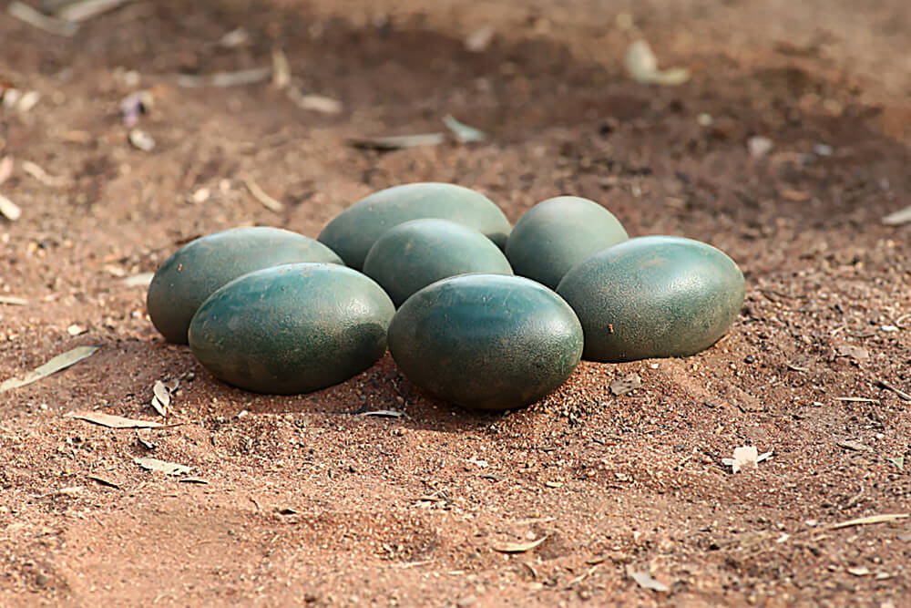 Emu egg clutch on red dirt