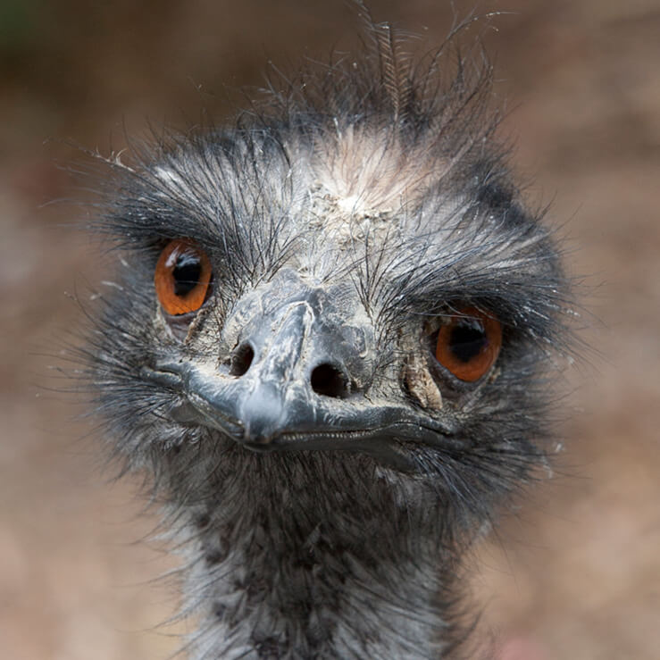 Close up of an emu's face displaying its large red-brown eyes