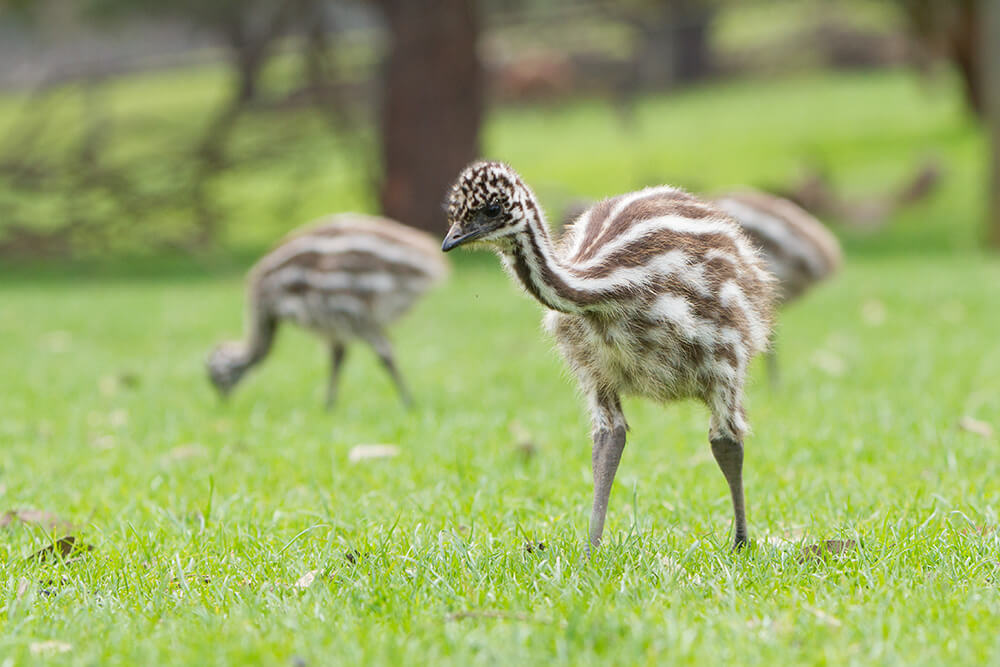 emu chick standing in grassy field