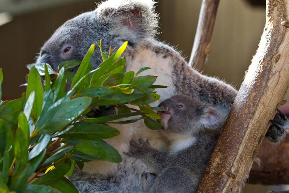 A mother and baby koala both munch on eucalyptus leaves at the San Diego Zoo.