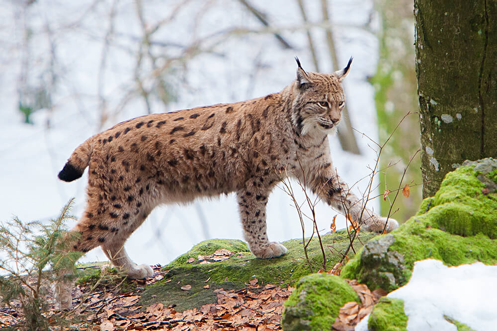 Eurasian lynx walking on moss covered rocks with snow covered forest background