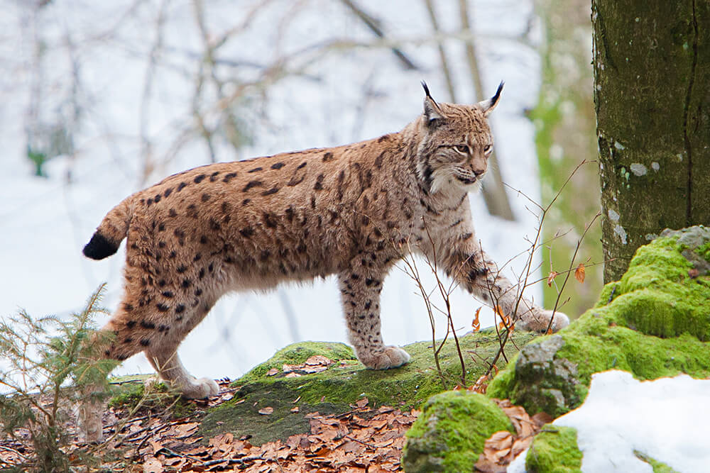 Lynx and Bobcat | San Diego Zoo Animals & Plants