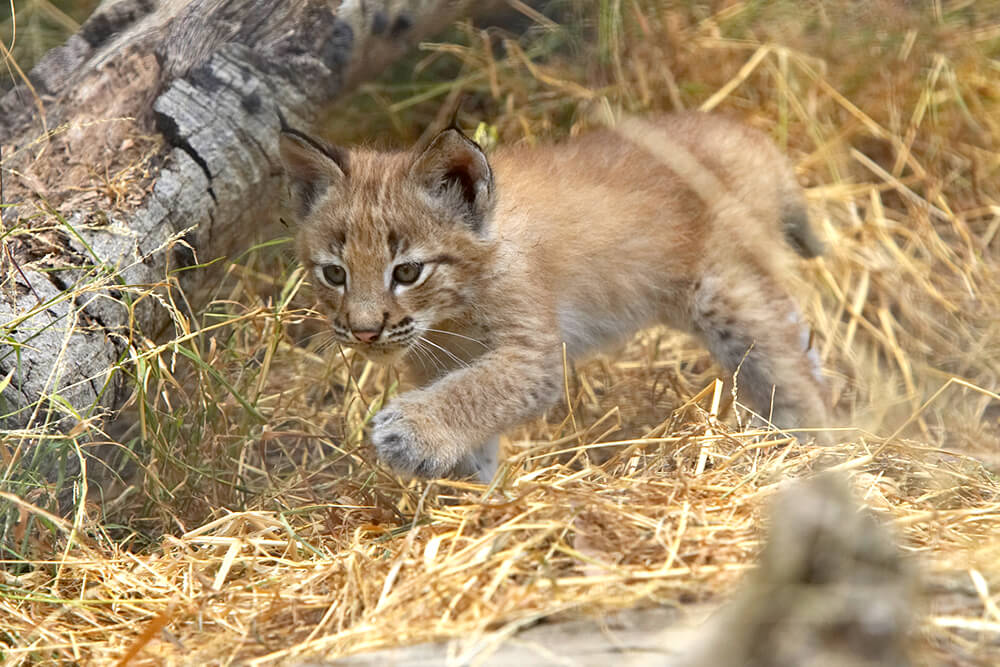 A young Eurasian lynx cub practices stalking through dried grass with a tree log in the background