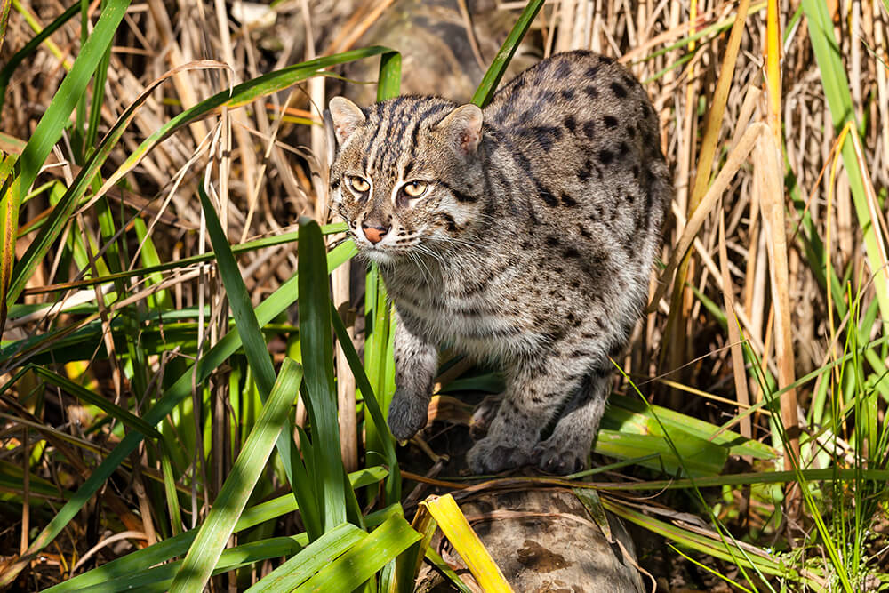 A fishing cat prowling through tall reeds.
