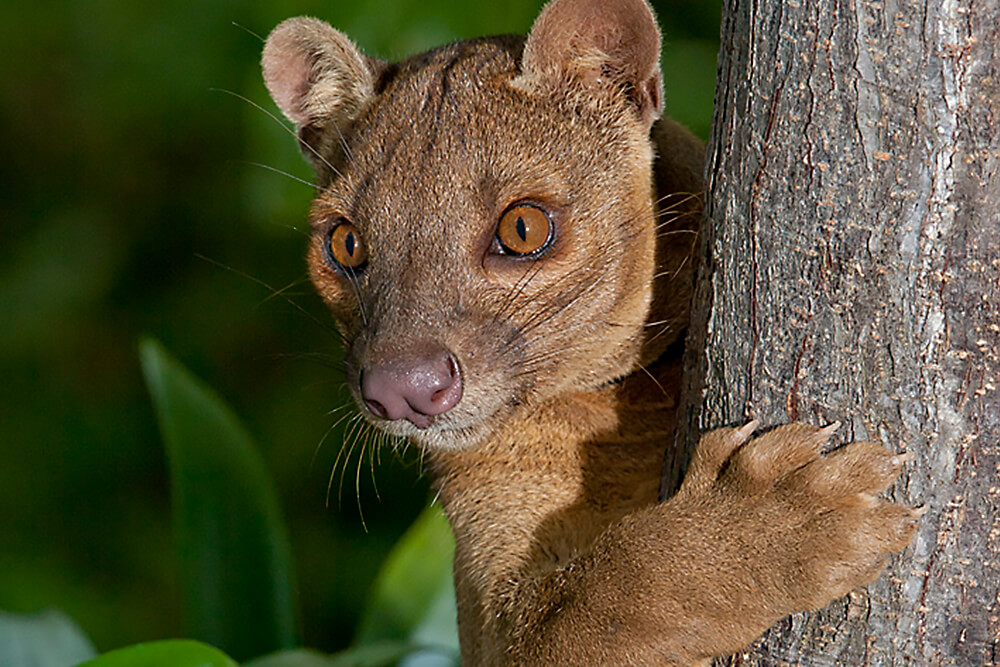 Fossa holding onto a tree trunk with its sharp claws