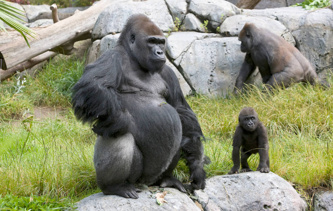 A large adult gorilla stands next to a small young gorilla, as another large adult has its back to them the background