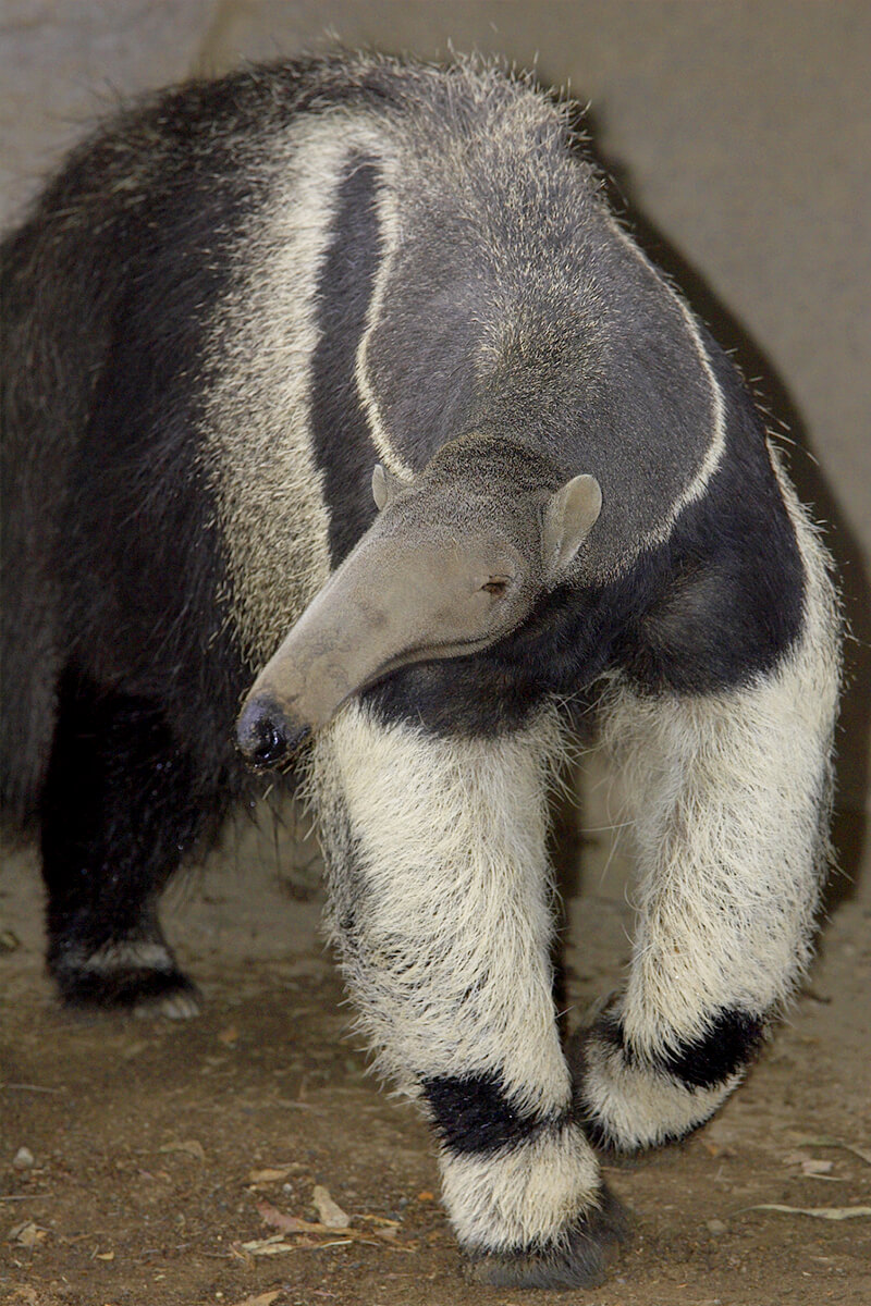 An adult giant ant eater walking towards the camera