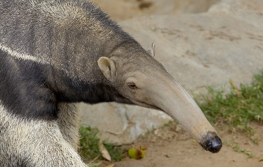 Profile of an adult giant anteater, displaying its long nose.
