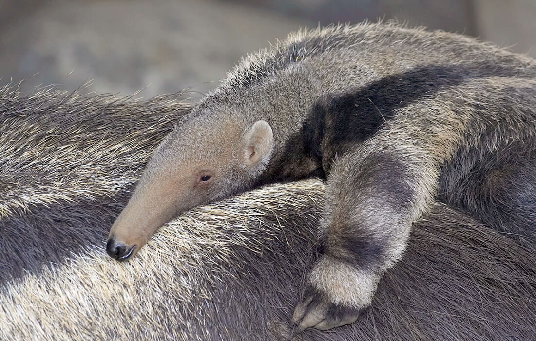 A baby giant anteater rides on its mother's back, holding on tight to her coarse, long hair.