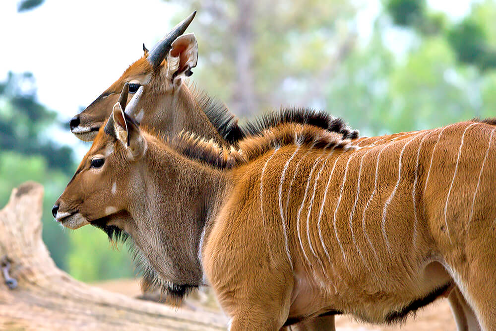 A pair of Giant Eland in profile