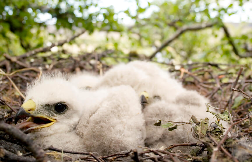 Golden eagle chicks in their nest