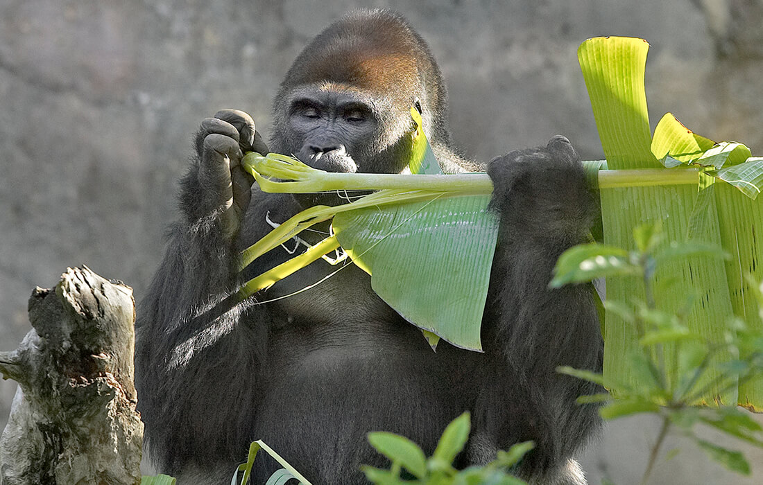 Adult gorilla eating a large leaf while holding it in both hands