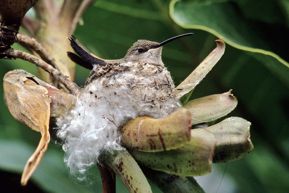 A mother hummingbird sits on her nest.