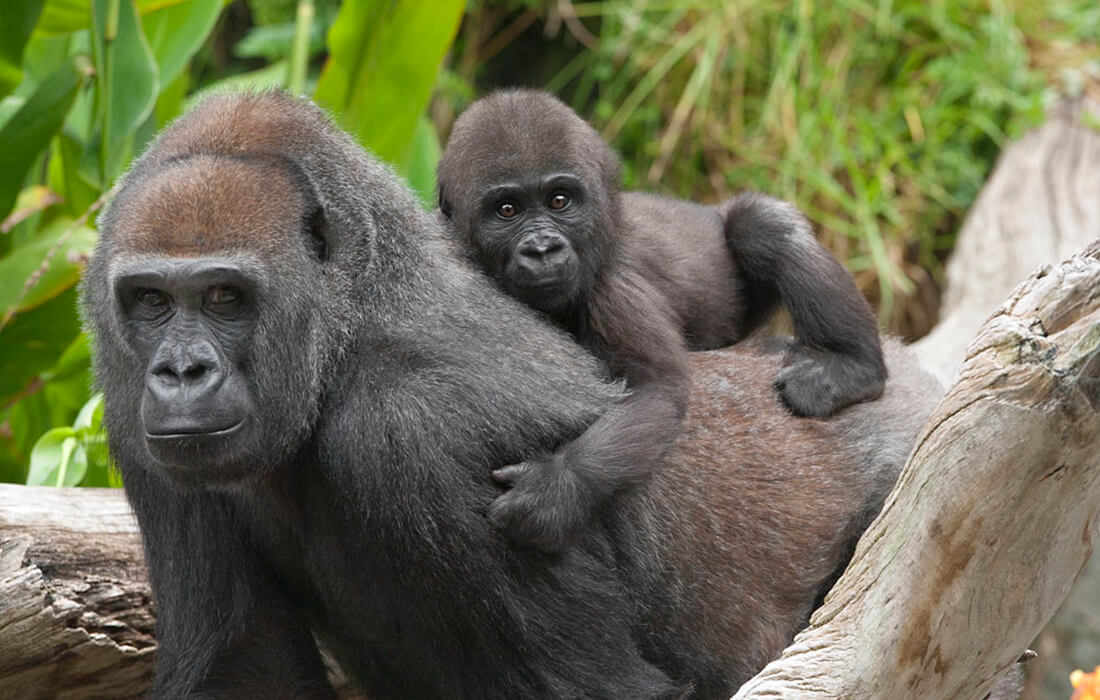 Baby gorilla hangs onto an adult female gorilla's back by grasping her arm hair in his hands and back hair with his feet.