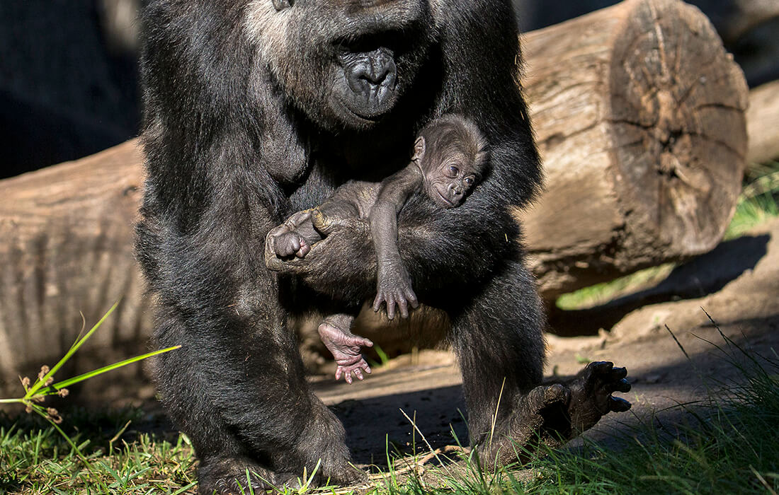 Mother gorilla, Jessica, holds infant in one arm as she uses other arm to help her walk.