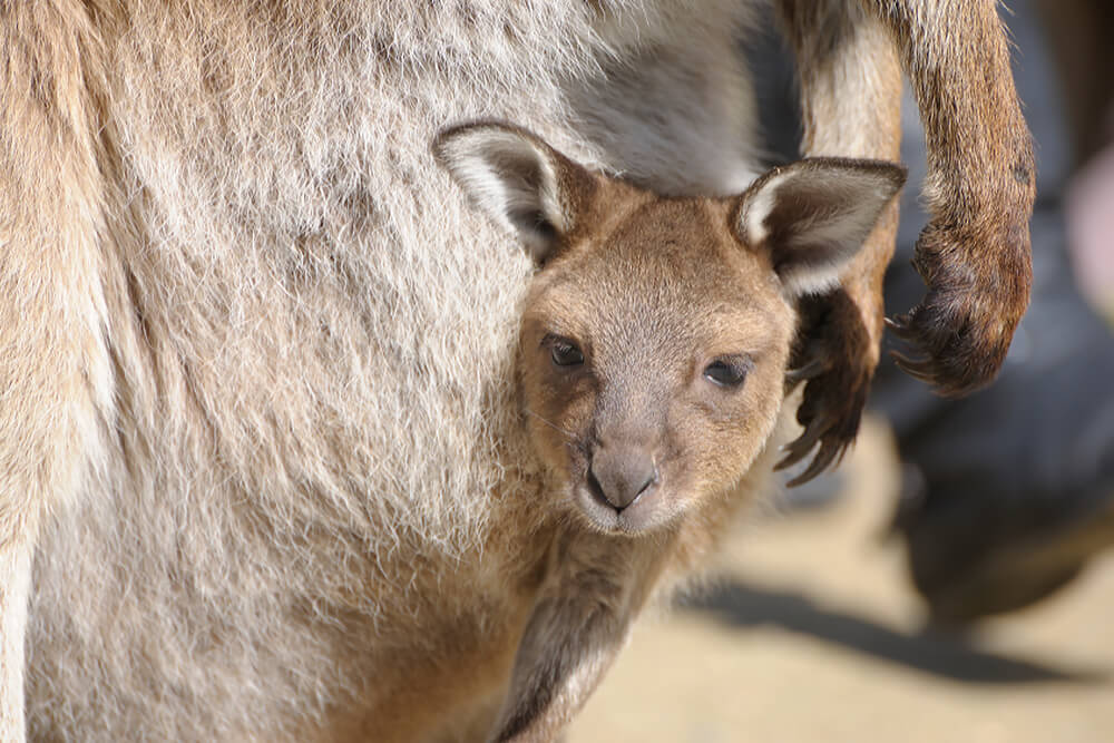 Kangaroo joey peeking out of its mother's pouch.