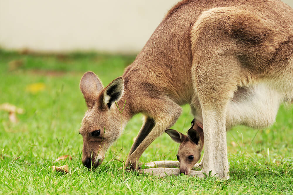 Kangaroo nibbles on grass with joey in her pouch