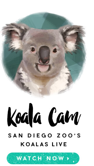 San Diego Zoo's Koala Cam.  Watch Now.