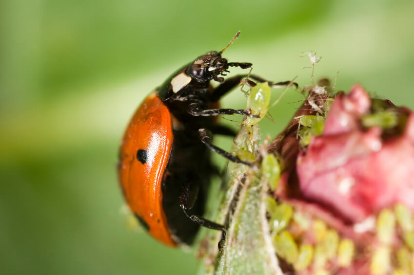 Ladybug holding an aphid.