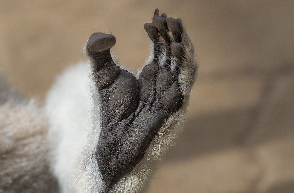 Close-up of a ring-tailed lemur's hand